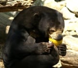 Sun Bear Eating A Grapefruit