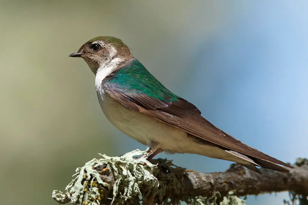 https://en.wikipedia.org/wiki/Violet-green_swallow#/media/File:Tachycineta_thalassina_-San_Luis_Obispo,_California,_USA_-female-8_(2).jpg