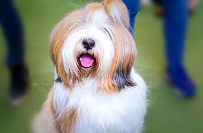 Stunning Tibetan Terrier ready for the show ring Photo by: Counse https://creativecommons.org/licenses/by/2.0/