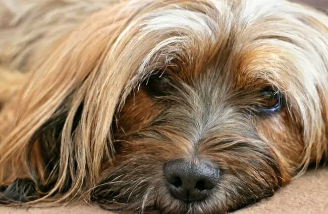 Closeup of a Tibetan Terrier&#039;s face