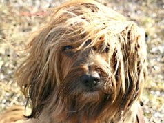 Portrait of a beautiful Tibetan Terrier in a field