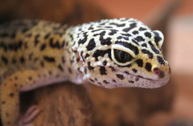 Dark-spotted Tokay Gecko PD