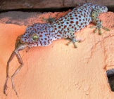 Blue-Spotted Tokay Gecko Having Lunch Photo By: Drriss &Amp; Marrionn Https://Creativecommons.org/Licenses/By-Nc-Sa/2.0/