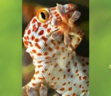 Beautiful Yellow-Spotted Tokay Geckophoto By: Alessandro Zambotihttps://Creativecommons.org/Licenses/By-Nc-Sa/2.0/