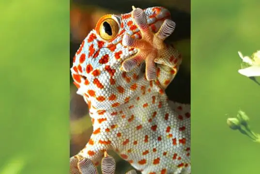 Beautiful Yellow-spotted Tokay GeckoPhoto by: Alessandro Zambotihttps://creativecommons.org/licenses/by-nc-sa/2.0/
