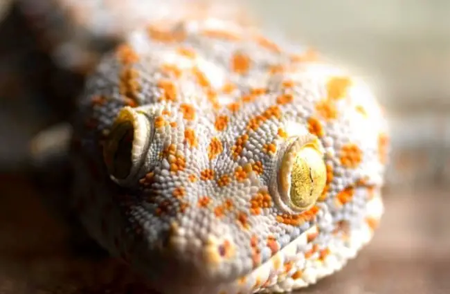 Closeup of a yellow-spotted Tokay Gecko Photo by: Mats Remman https://creativecommons.org/licenses/by-nc-sa/2.0/