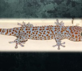 Tokay Gecko In The Basement Photo By: Martin Grimm Https://Creativecommons.org/Licenses/By-Nc-Sa/2.0/