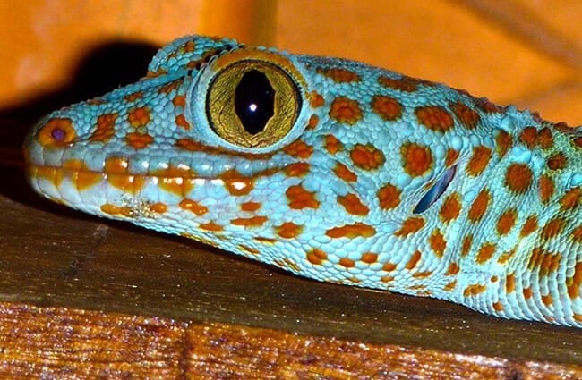 Closeup of a blue Tokay Gecko Photo by: Jonas Hansel https://creativecommons.org/licenses/by-nc-sa/2.0/