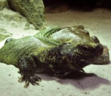 Uromastyx In An Aquarium Photo By: Udo Schröter Https://Creativecommons.org/Licenses/By-Sa/2.0/
