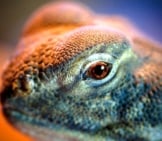 Ultra Closeup Of A Uromastyx Eye Photo By: Nicholas Doumani Https://Creativecommons.org/Licenses/By-Sa/2.0/
