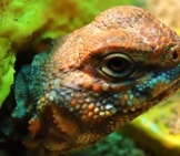 Portrait Of A Beautiful Uromastyx Photo By: R.a. Killmerhttps://Creativecommons.org/Licenses/By-Sa/2.0/
