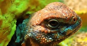 Portrait of a beautiful Uromastyx Photo by: R.A. Killmerhttps://creativecommons.org/licenses/by-sa/2.0/