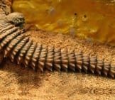 Great Picture Of A Uromastyx Spiny Tail Photo By: R.a. Killmer Https://Creativecommons.org/Licenses/By-Sa/2.0/