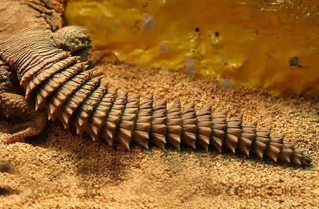 Great picture of a Uromastyx spiny tail Photo by: R.A. Killmer https://creativecommons.org/licenses/by-sa/2.0/