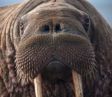 Cluseup Of A Walrus Face