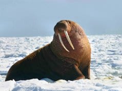 Large walrus in the arctic snows