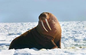 Large walrus in the arctic snows