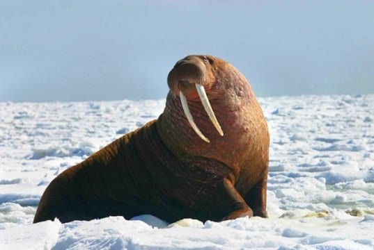 Large walrus in the arctic snows