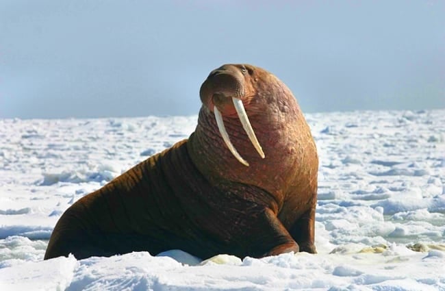 Большой морж в арктических снегах