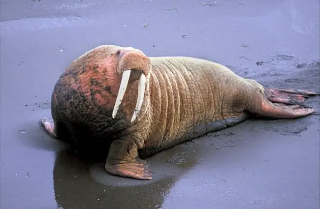 Walrus on the beach