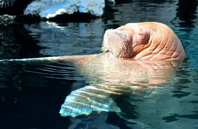 Walrus lounging in the waters at Sea World
