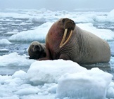 Mother Walrus And Her Baby