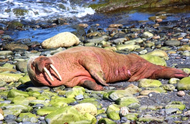 Walrus basking in the sun