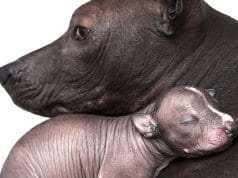 Xoloitzcuintle mom and babyPhoto by: (c) alkir www.fotosearch.com