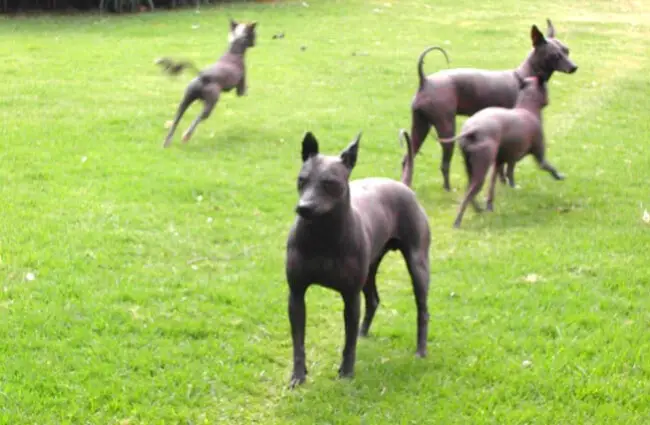 Xoloitzcuintles playing in the park Photo by: Christina Cantrill https://creativecommons.org/licenses/by-sa/2.0/ 