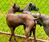 A Pair Of Beautiful Xoloitzcuintle Dogs. Photo By: Graeme Churchard Https://Creativecommons.org/Licenses/By-Sa/2.0/