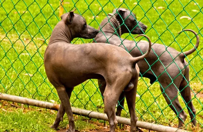 A pair of beautiful Xoloitzcuintle dogs. Photo by: Graeme Churchard https://creativecommons.org/licenses/by-sa/2.0/