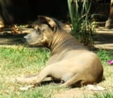 Mature Xoloitzcuintle Resting In The Shade Photo By: Travis Https://Creativecommons.org/Licenses/By-Sa/2.0/