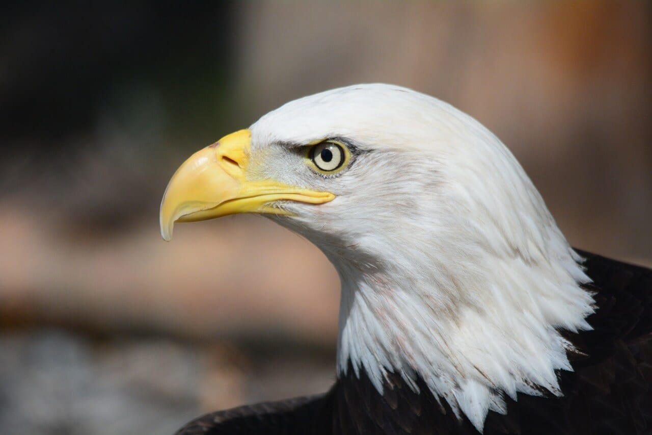 https://pixabay.com/en/bald-eagle-eagle-raptor-eagles-fly-140793/