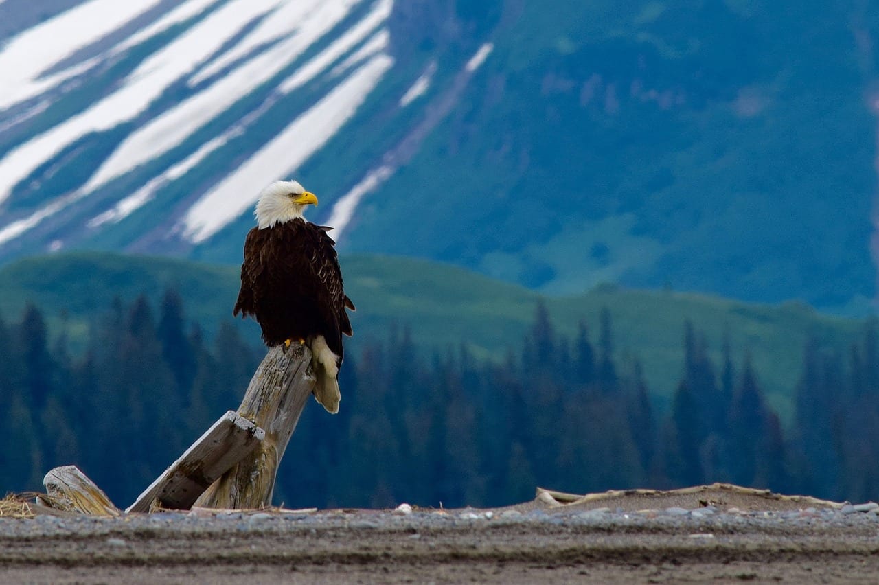 https://pixabay.com/photos/bald-eagle-perched-raptor-bird-2030735/