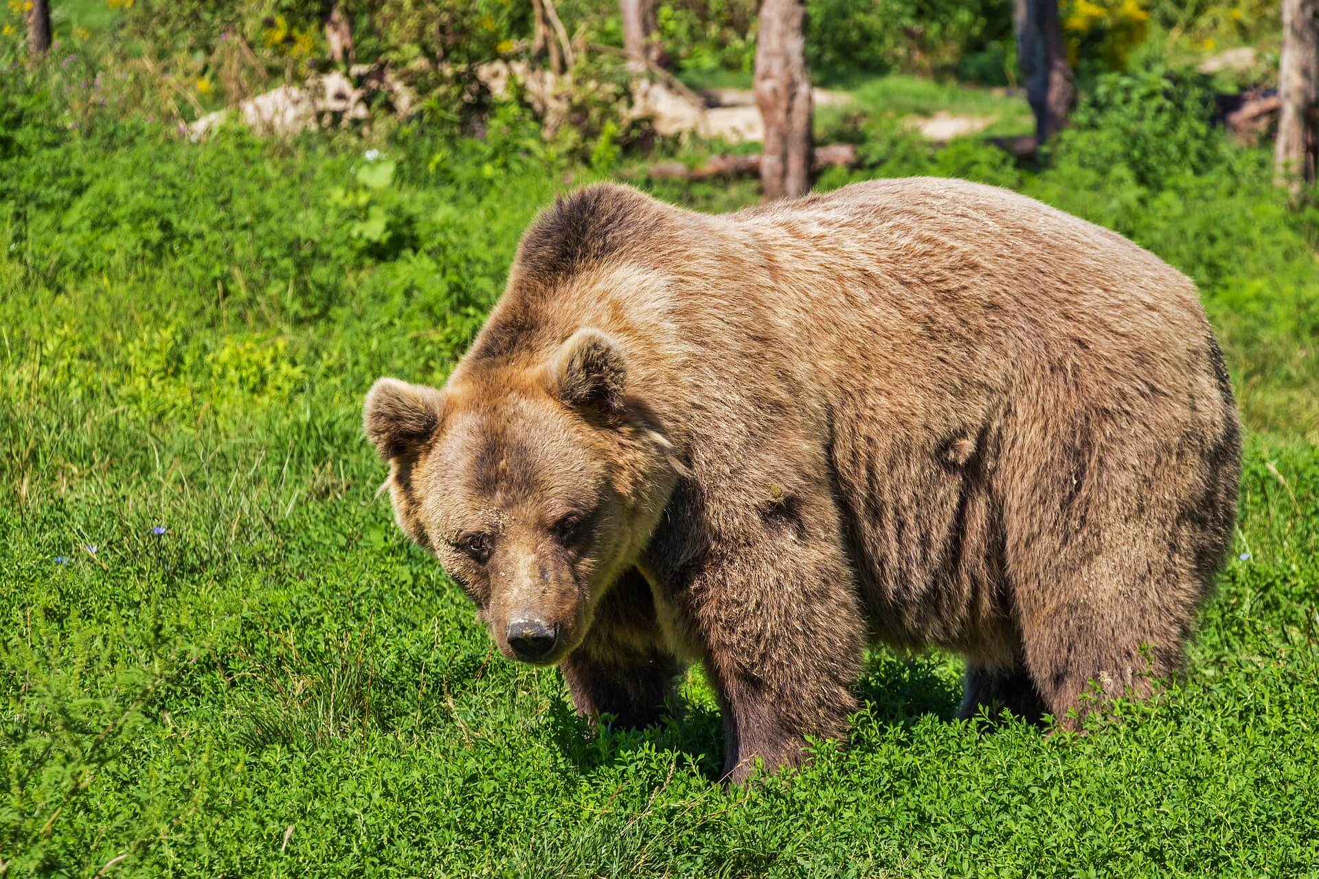 https://pixabay.com/en/bear-brown-bear-animal-mammal-422682/