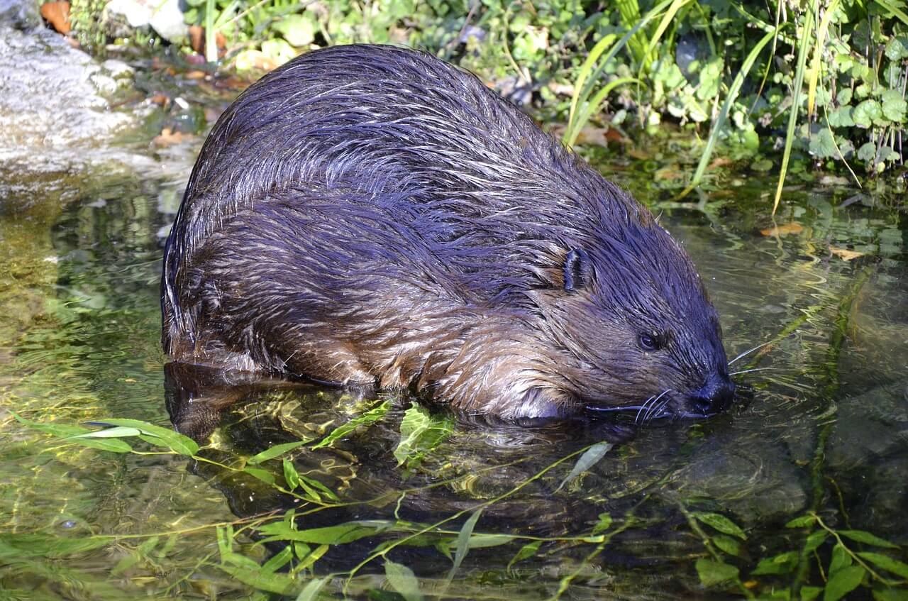 https://pixabay.com/en/beaver-aquatic-animal-protected-1352439/