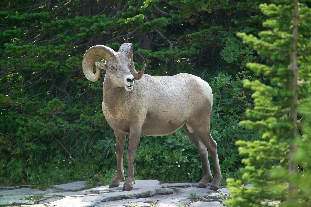 https://pixabay.com/en/big-horn-sheep-ram-wildlife-male-911603/