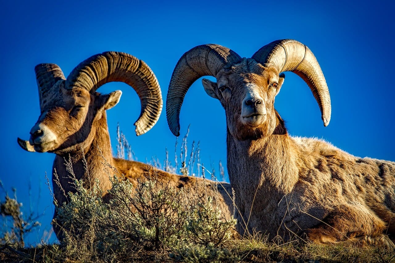 https://pixabay.com/en/bighorn-sheep-rams-wildlife-1721514/