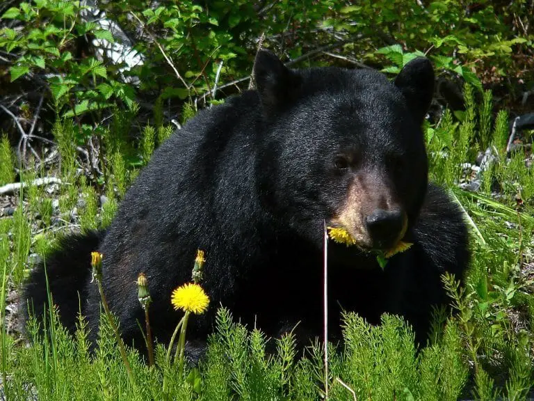 The Wildlife Of Olympic National Park Animals Network The Wildlife Of Olympic National Park Animals Network