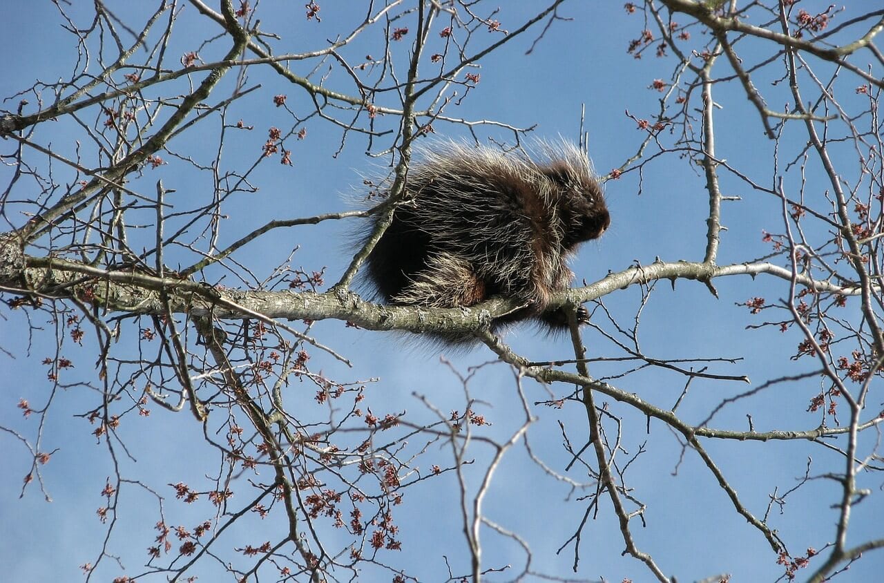 https://pixabay.com/en/canada-porcupine-1554951/