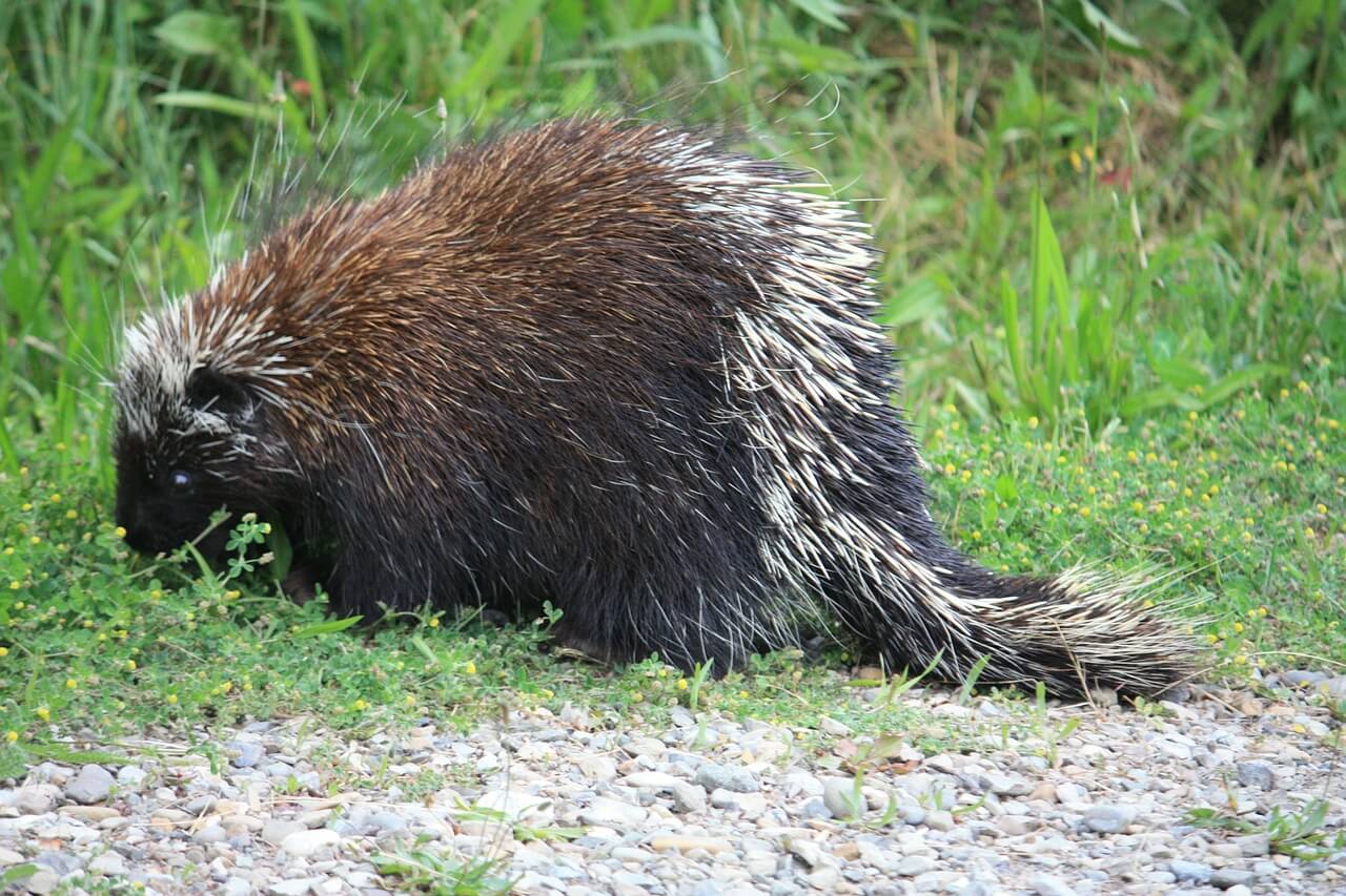 https://pixabay.com/en/canadian-porcupine-porcupine-canada-381299/