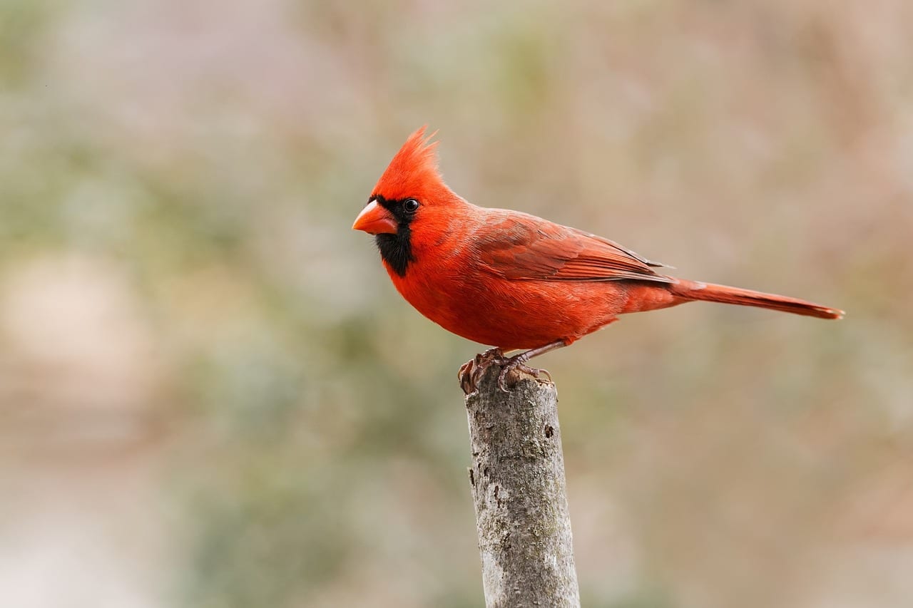 https://pixabay.com/photos/cardinal-male-redbird-wildlife-3903642/