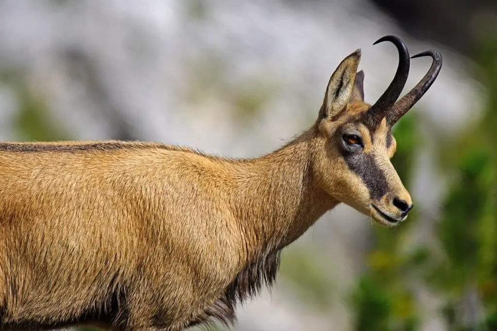 The Wildlife of Swiss National Park Animals Network