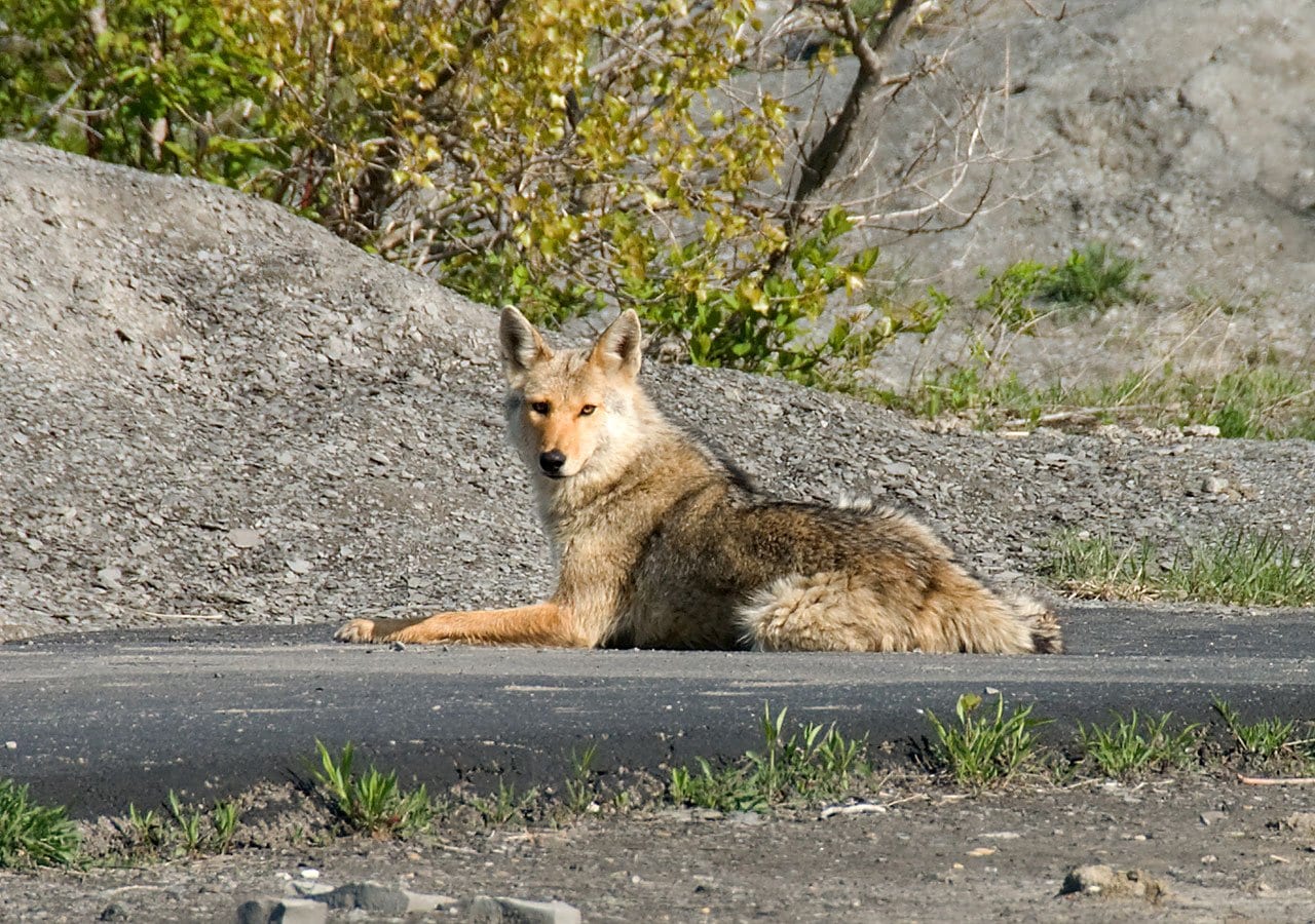 https://pixabay.com/photos/coyote-quadruped-animal-usa-street-1819/