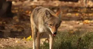 https://pixabay.com/en/coyote-animal-predator-fur-3558415/