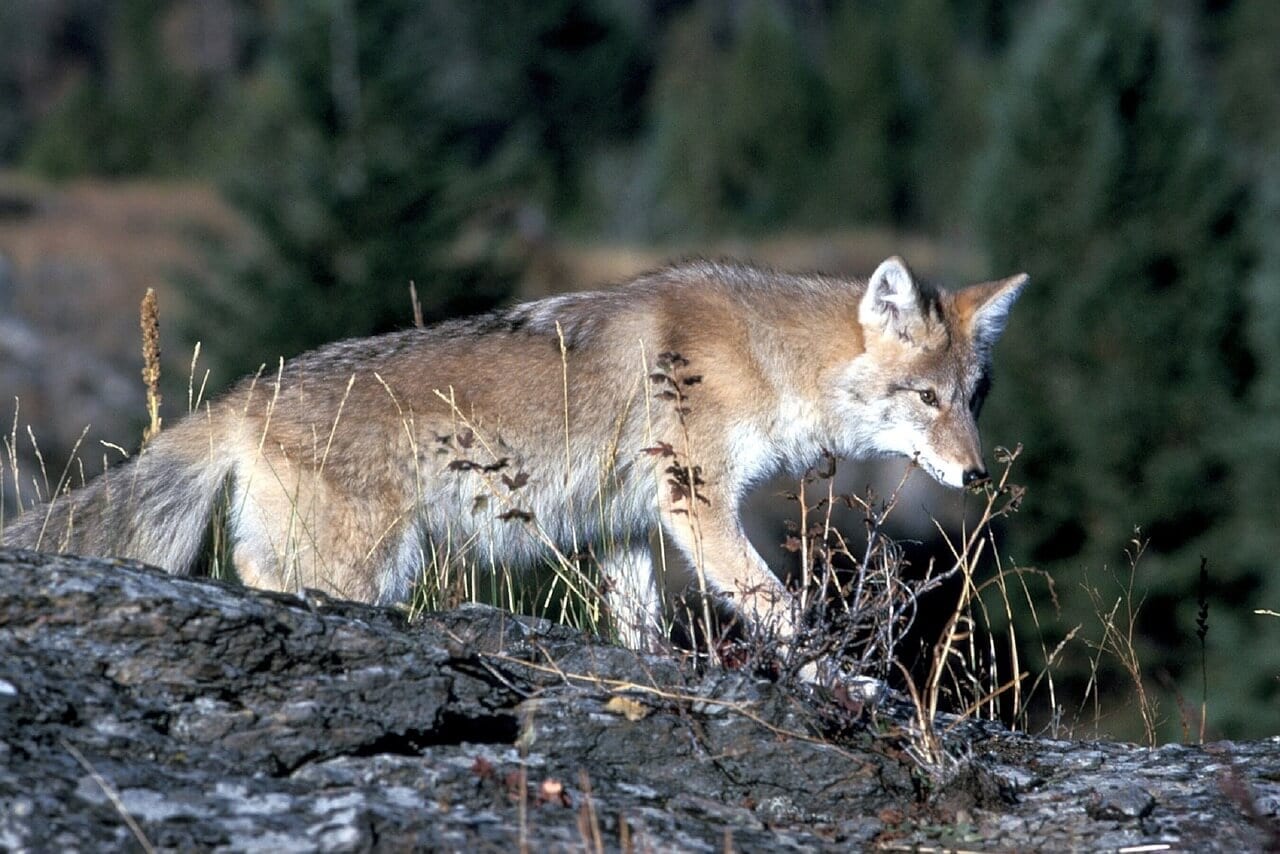 https://pixabay.com/en/coyote-wildlife-nature-park-wild-718117/