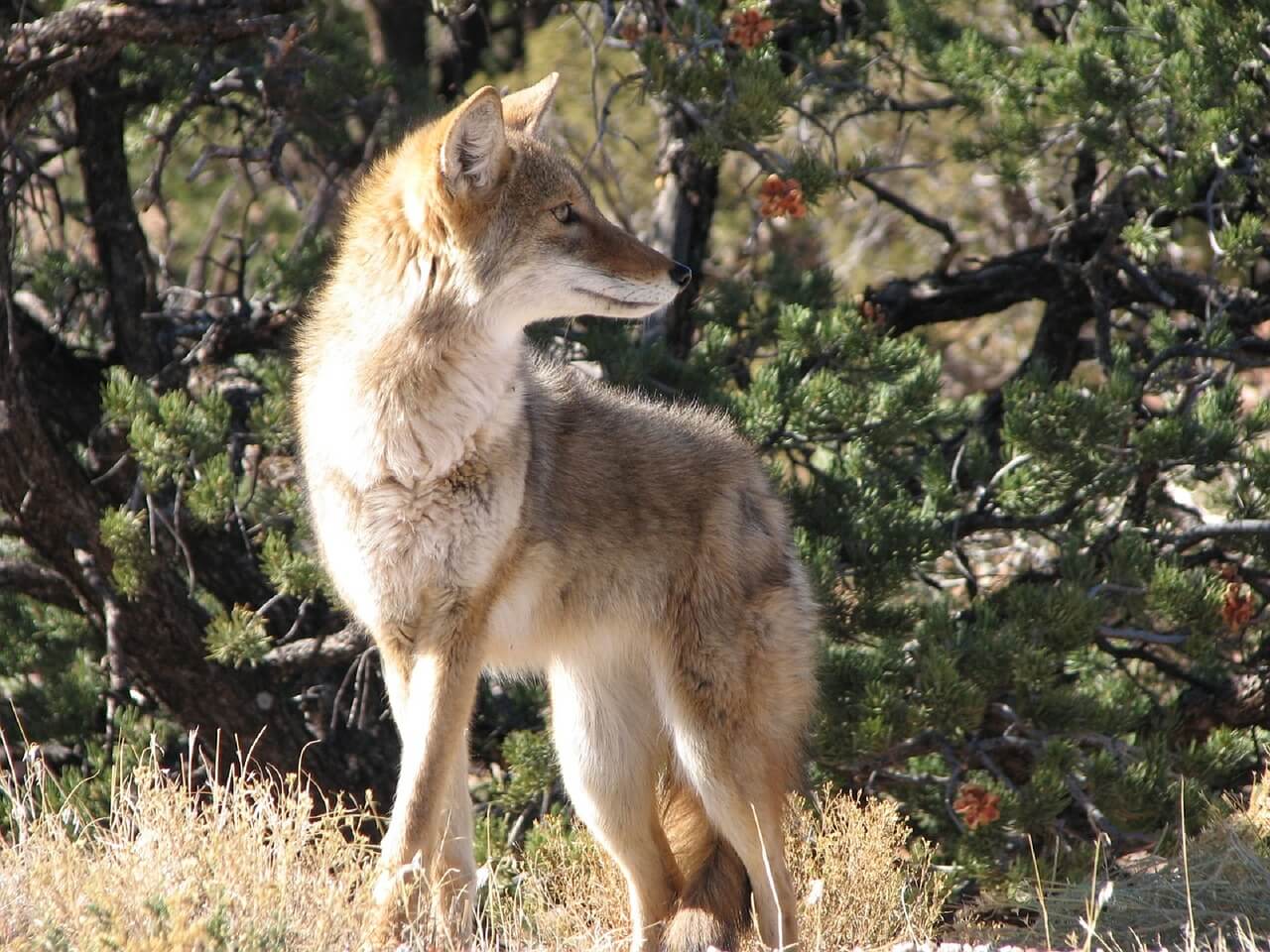 https://pixabay.com/en/coyote-wildlife-nature-park-wild-956689/