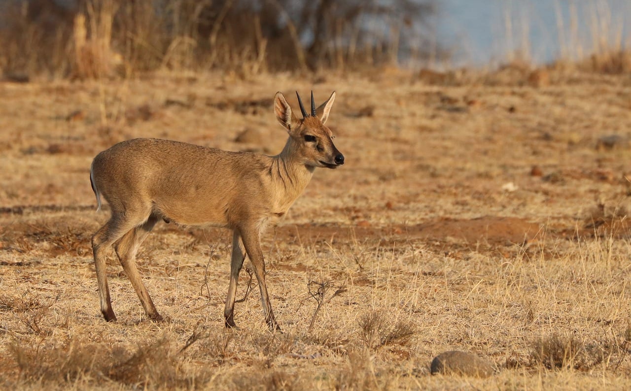 https://pixabay.com/photos/duiker-antelope-africa-animal-3923798/