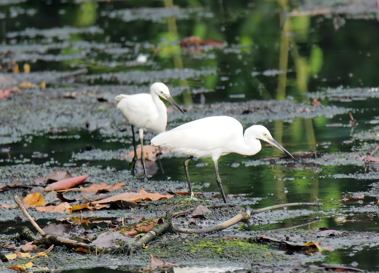 Wetlands: Learn How to Protect These Important Natural Habitats