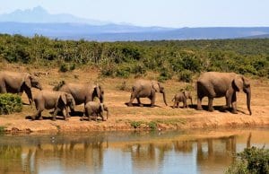 https://pixabay.com/en/elephant-herd-of-elephants-279505/